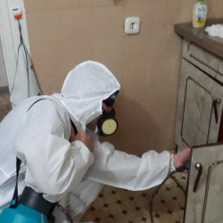 Дезинфекция от муравьев в квартире в Ульяновске